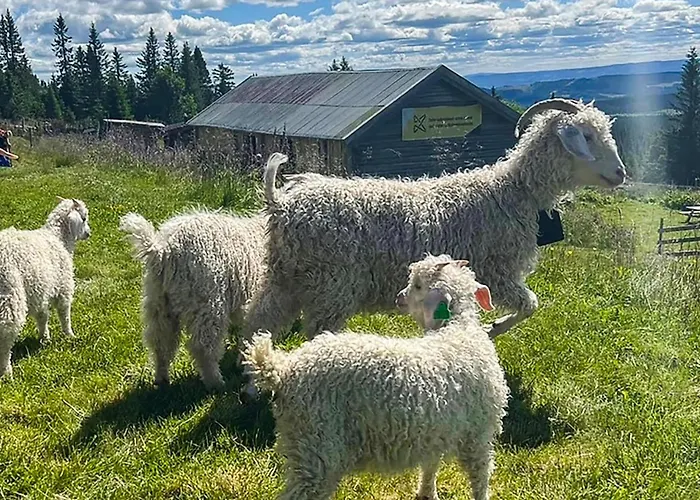 Feriehus 4 Bedroom Amazing In *